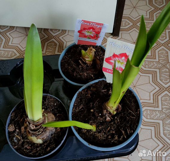 Гиппеаструм и амариллис миксы