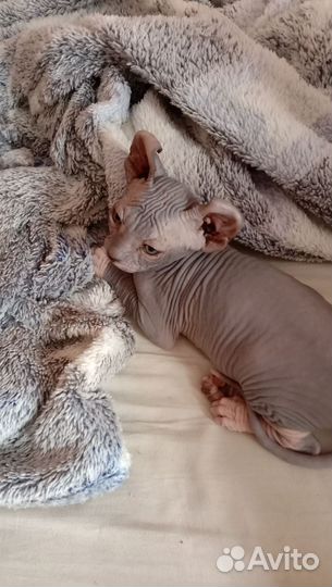 Канадский сфинкс эльф