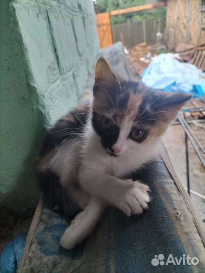 Кошка