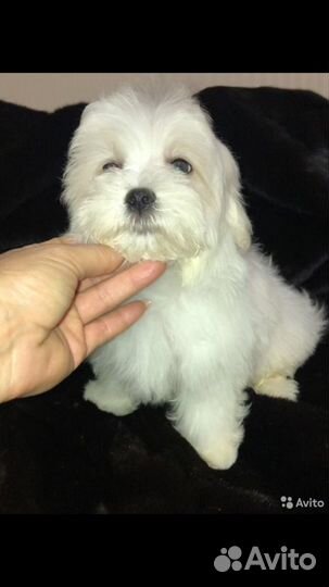 Болонка мальтезе