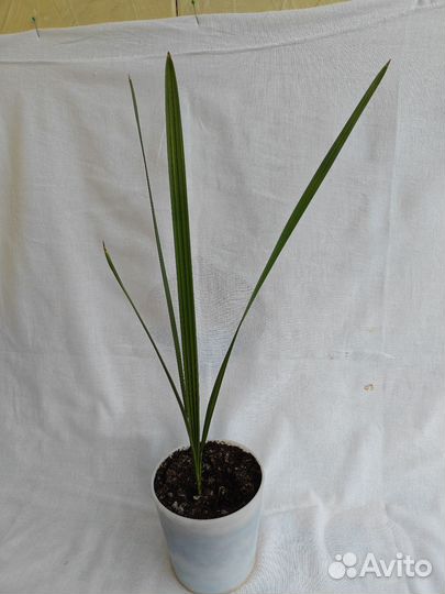 Кислица (оксалис)