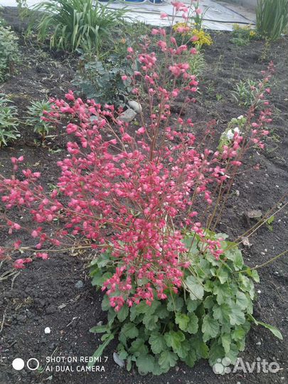 Медуница сахарая гейхера