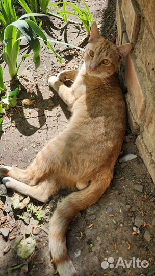 Котик в дар