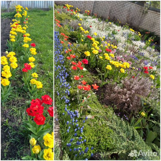 Тюльпаны Пионовидные