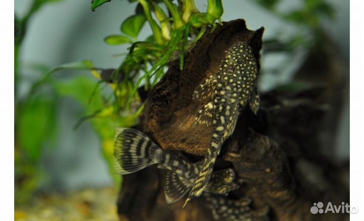 Буцефаландры,сомики анцитрусы