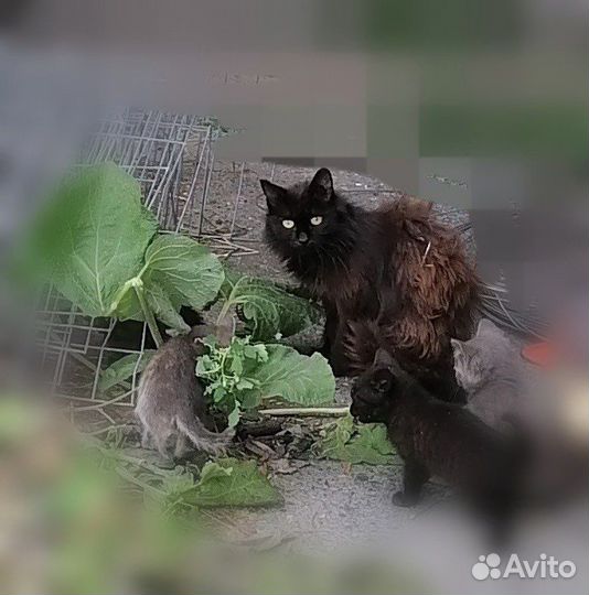 Котята в добрые руки