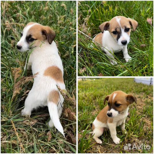 Джек Рассел терьер