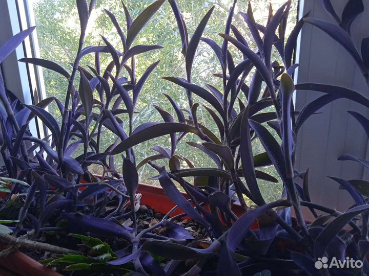 Фикус, традесканция, плектрантус, гиппеаструм