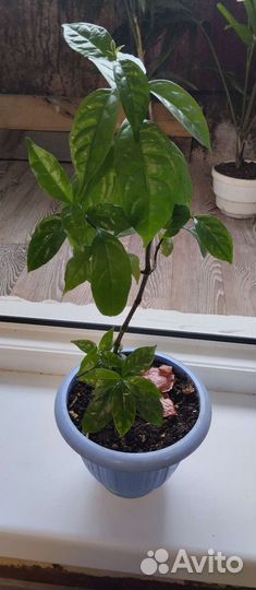 Уайтфельдия