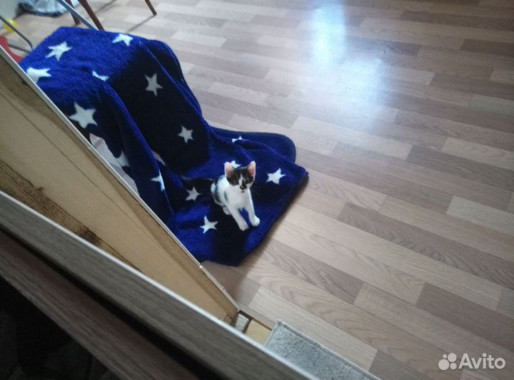 Котята ищут дом