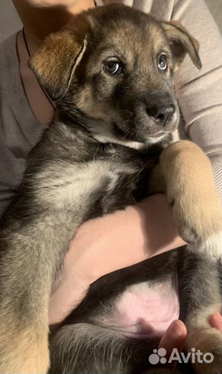 Щенки метисы овчарки и хаски ищут добрых хозяев
