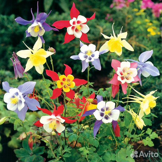 Садовые цветы