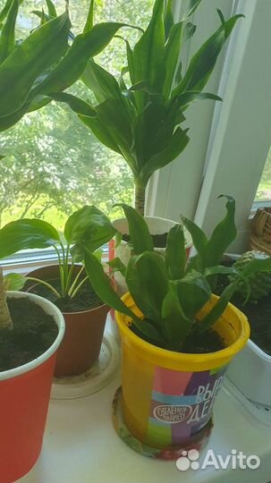 Драцена Фрагранс компакта. Драцена душистая
