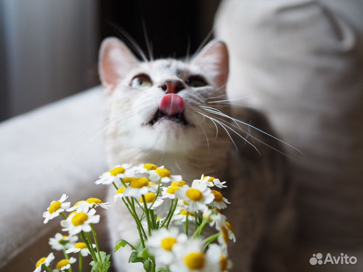 Кошка брошена хозяевами