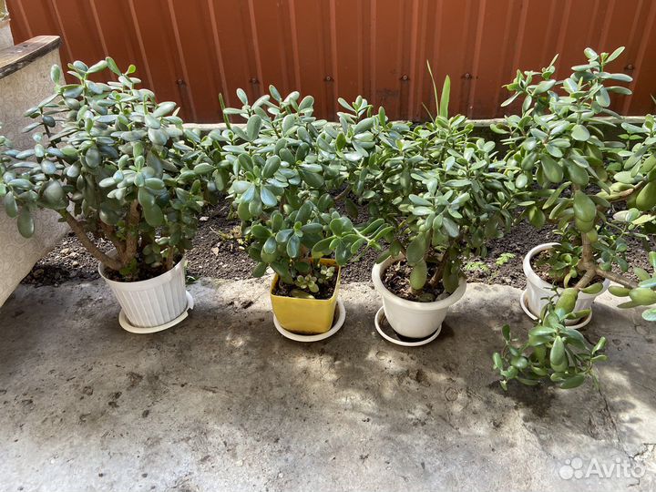 Денежное дерево толстянка