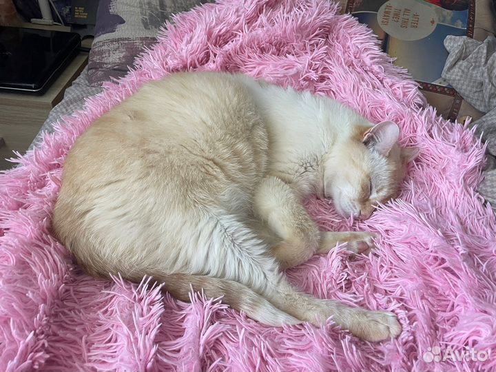 Кот в дар