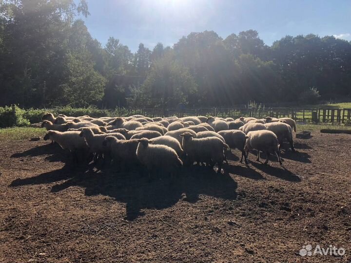 С/х животные