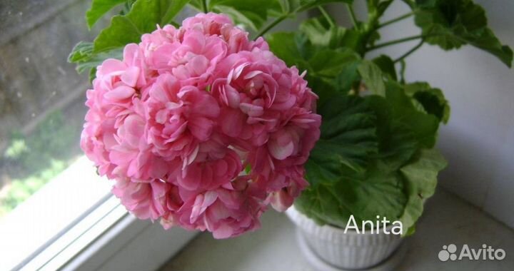 Пеларгония герань розебудная