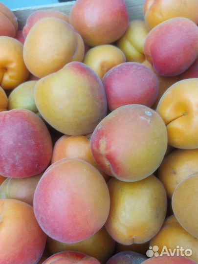 Черешня, Абрикос оптом