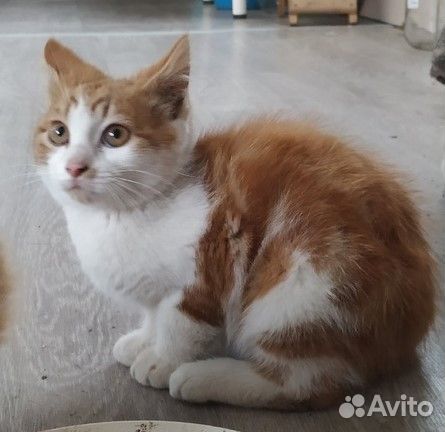 Отдам в добрые руки