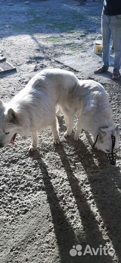 Белая швецарская