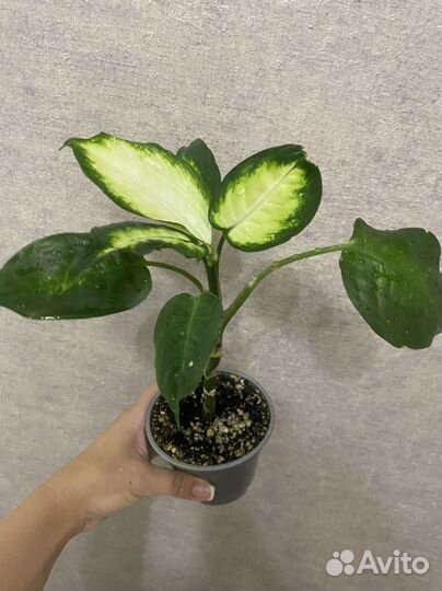 Диффенбахия Камила