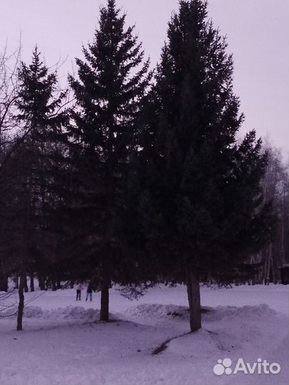 Помощник (помощники)