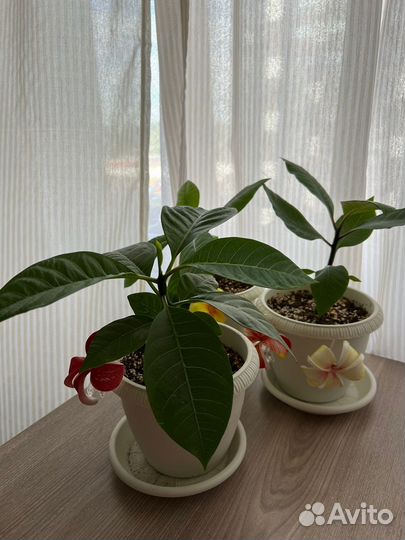 Плюмерия (саженцы)