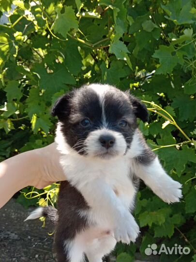 Собака в добрые руки отдам бесплатно