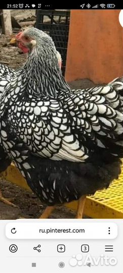 Куры Виадонт серебро