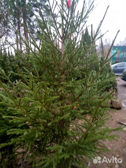 Ели саженцы в горшках