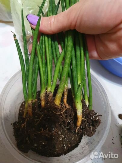 Сансевиерия цилиндрика мини (отростки)