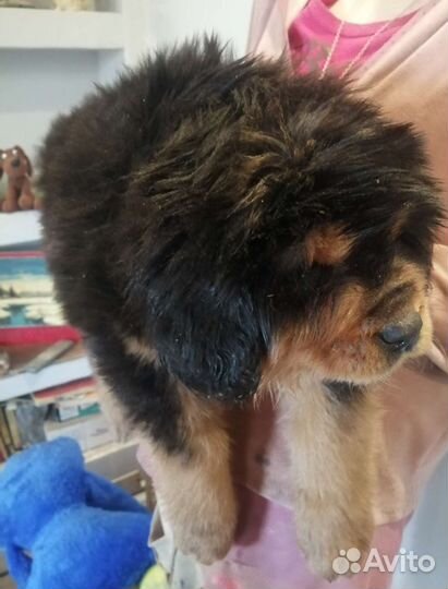 Тибетский мастиф