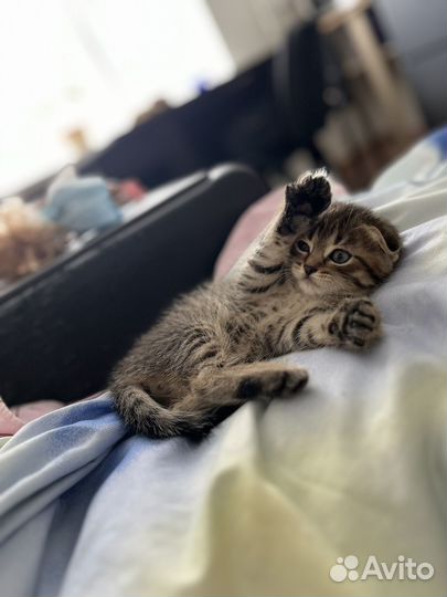 Шотландская