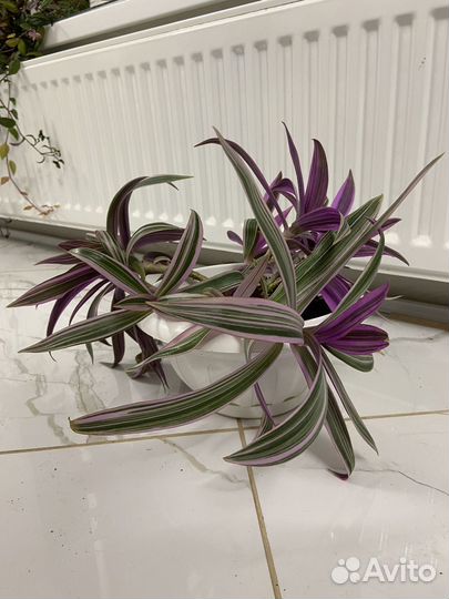 Традесканция