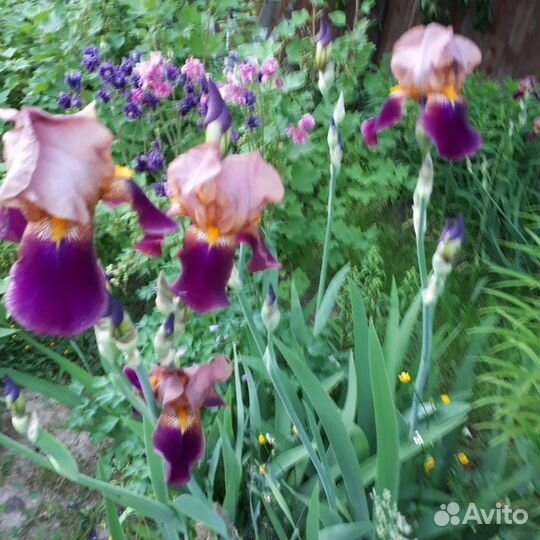 Ирисы
