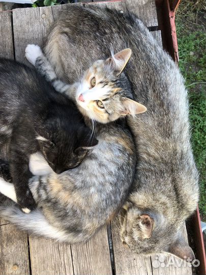 Котята в добрые руки
