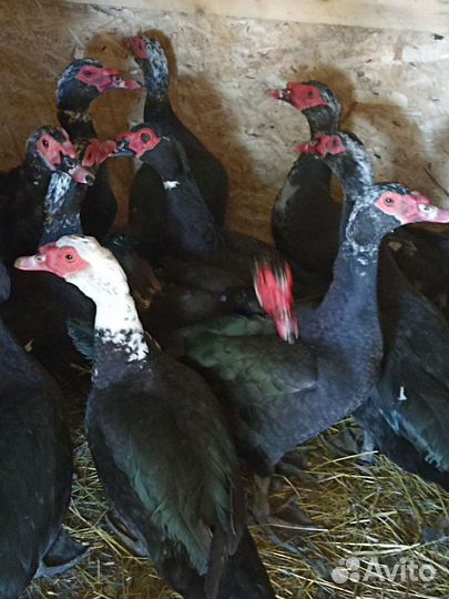 Мускусные утки