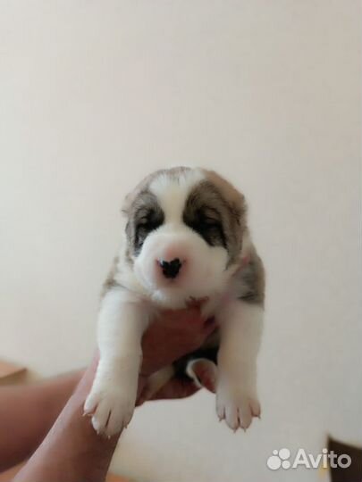 Щенки Алабая