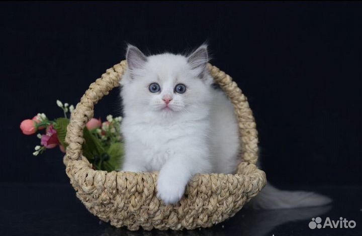 Рэгдолл котята