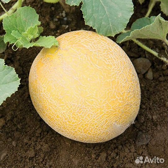 Семена арбуза и дыни