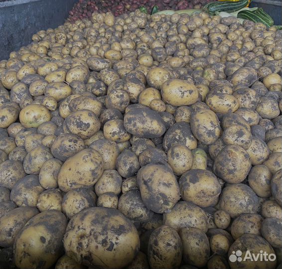 Продам молодую картошку