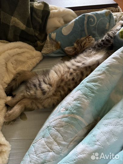 Домашние животные котята бесплатно