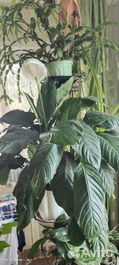 Спатифилиум