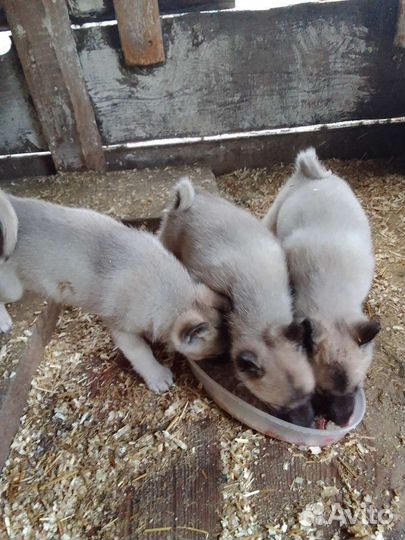 Щенки зсл от рабочих собак