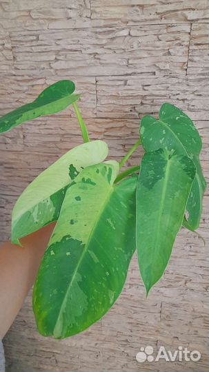 Филодендрон Имбэ Вайт Марбл