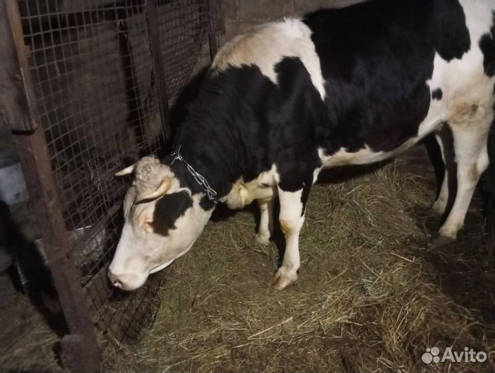 Телка стельная