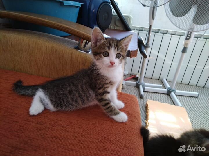 Котята ищут хозяев