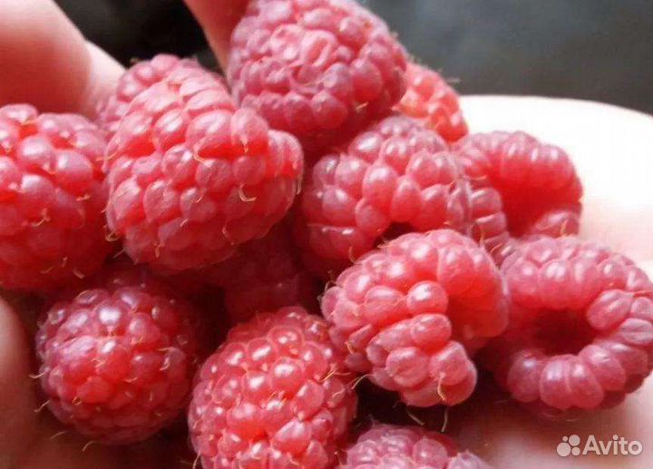 Малина,Веслуха