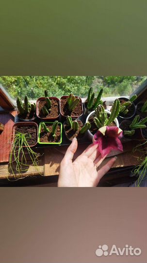 Суккуленты стапелия фиолет